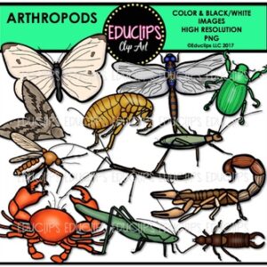 Arthropods Clip Art Bundle {Educlips Clipart}