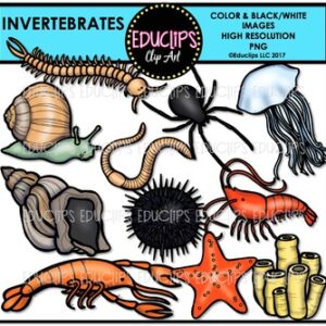 Invertebrates Clip Art Bundle {Educlips Clipart}