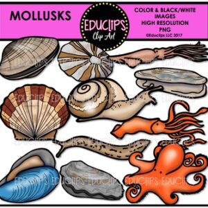 Mollusks Clip Art Bundle {Educlips Clipart}
