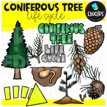 Coniferous Tree Life Cycle Clip Art Set {Educlips Clipart}
