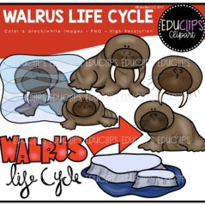Walrus Life Cycle Clip Art Set {Educlips Clipart}