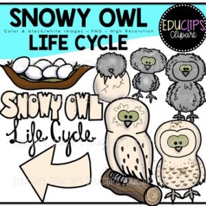 Snowy Owl Clip Art Bundle {Educlips Clipart}
