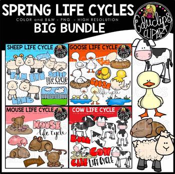 Spring Animals Life Cycles Clip Art Collection (4 sets) {Educlips Clipart}