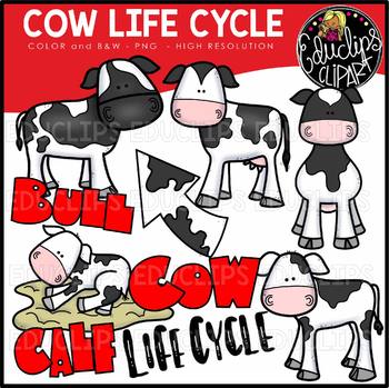 Cow Life Cycle Clip Art Set {Educlips Clipart}