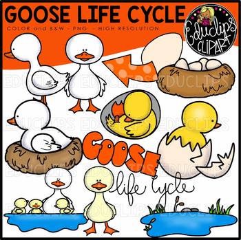 Goose Life Cycle Clip Art Set {Educlips Clipart}