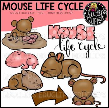 Mouse Life Cycle Clip Art Set {Educlips Clipart}