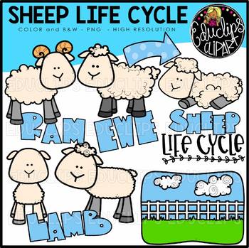 Sheep Life Cycle Clip Art Set {Educlips Clipart}