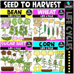 Seed to Harvest Life Cycles Clip Art Bundle {Educlips Clipart}