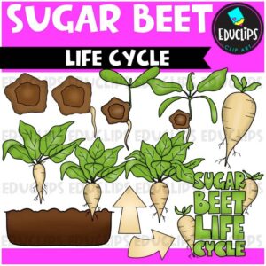 Sugar Beet Life Cycle Clip Art Set {Educlips Clipart}