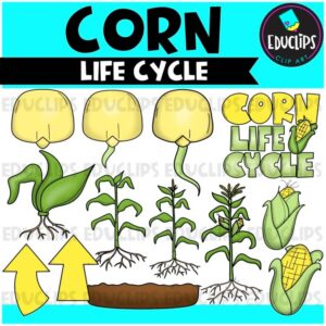 Corn Life Cycle Clip Art Set {Educlips Clipart}
