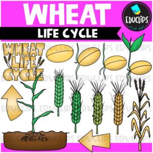 Wheat Life Cycle Clip Art Set {Educlips Clipart}