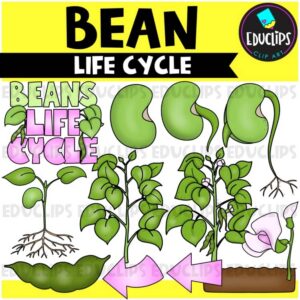 Bean Life Cycle Clip Art Set {Educlips Clipart}